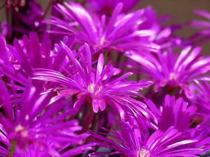 桃金娘，毛，地板，毛地板，锦葵花，桃金娘属，罗西奥，紫色