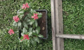 菲律宾，植物，植物，花，花，草，花，ph