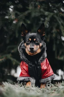 穿暖和夹克的小狗