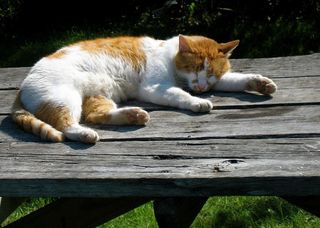 猫，小睡，橙色，白色，皮毛，睡眠，太阳，下午