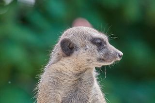 猫鼬，监督，守卫，手表，自然，哺乳动物，保持警惕，有趣