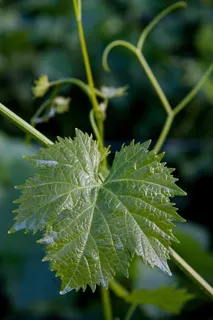 weinbatt,葡萄酒生长,缠绕,绿色,植物部分,叶子,植物,生长 weinbatt,葡萄酒生长,缠绕,绿色,植物部分,叶子,植物,生长