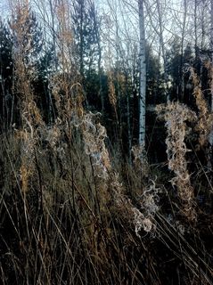 俄罗斯。托尔马切沃汽车服务，森林，霜冻，树木，植物，土地