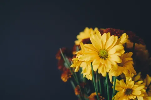黄色的花,花,黄色,花瓣,盛开,花园,植物,自然 黄色的花,花,黄色,花瓣,盛开,花园,植物,自然