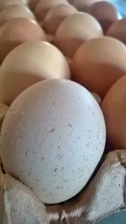 鸡蛋、蛋壳、蛋白质、棕色、跑步、健康、鸡肉、纸板 鸡蛋、蛋壳、蛋白质、棕色、跑步、健康、鸡肉、纸板