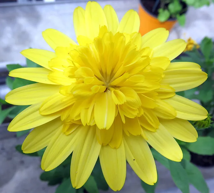 自然，花，黄色，骨精，开花植物，花瓣，花序，脆弱性