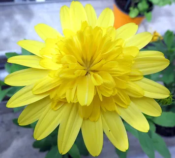 自然,花,黄色,骨精,开花植物,花瓣,花序,脆弱性 自然,花,黄色,骨精,开花植物,花瓣,花序,脆弱性