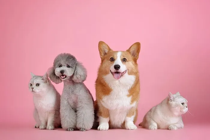 宠物，可爱，猫，狗，可爱墙纸，动物主题，家养，哺乳动物