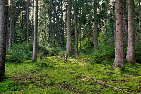 木材、自然、树木、景观、植物、叶子、夏天、朔维特 木材、自然、树木、景观、植物、叶子、夏天、朔维特
