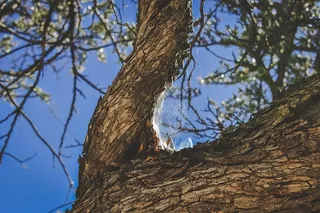 蜘蛛网，自然，徒步旅行，树，灯，美丽，树，树干