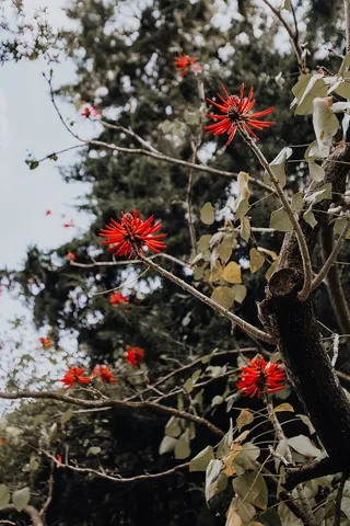 葡萄牙里斯本贝伦热带植物园