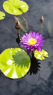 睡莲垫,花,池塘,睡莲,植物学,园林,开花植物,脆弱性 睡莲垫,花,池塘,睡莲,植物学,园林,开花植物,脆弱性