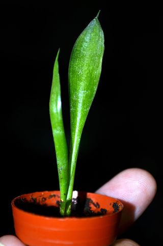 平面图、san severa、花瓶、摄影棚快照、黑色背景、特写、蔬菜、食品和饮料