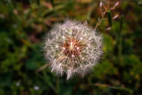 蒲公英大厅先生, 春天, 鲜花, 自然, 植物, 种子, 光, 池 蒲公英大厅先生, 春天, 鲜花, 自然, 植物, 种子, 光, 池