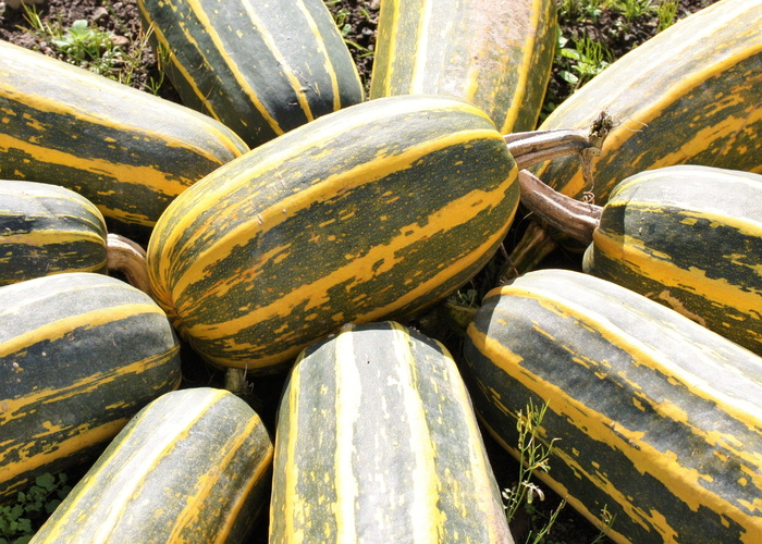 marrows，骨髓，蔬菜，蔬菜，食品，新鲜，素食，有机