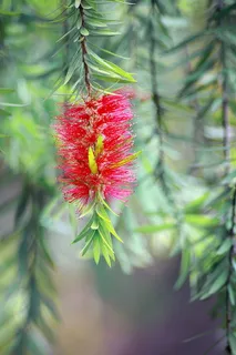 精选,聚焦照片,红色,花朵,绿色,自然,花瓣,春天 精选,聚焦照片,红色,花朵,绿色,自然,花瓣,春天