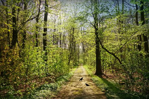 林间小路，树木，树叶，树林，小路，春天，阳光，晴朗