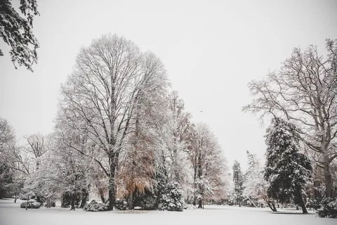 树木被雪覆盖的照片 树木被雪覆盖的照片