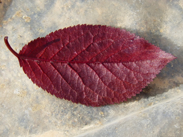 梅花叶，红叶，反面，红色，特写，自然，无人，高角度观看