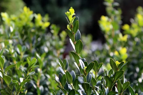 黄杨木,黄杨,灌木,绿叶,自然,嫩枝,生长,植物 黄杨木,黄杨,灌木,绿叶,自然,嫩枝,生长,植物