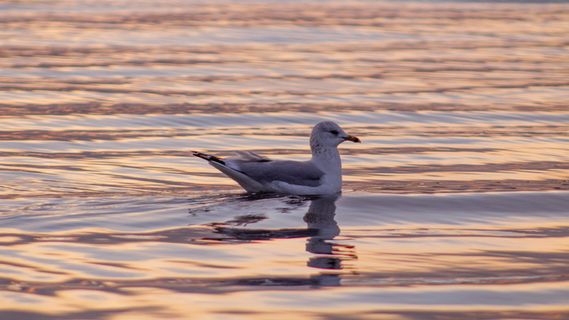 美国，东普罗维登斯，河边，日落，倒影，总部，鸟，罗德岛