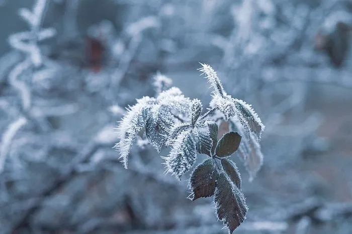 被雪覆盖的绿叶植物