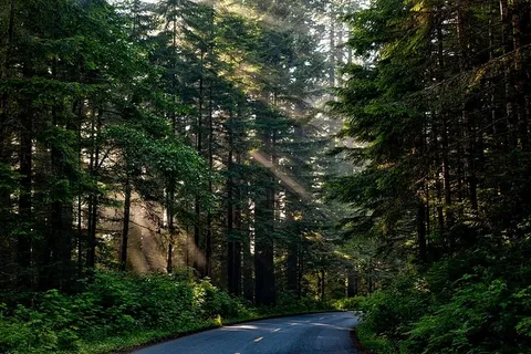 黑色，柏油路，绿色，树木，森林，树林，阳光，光线