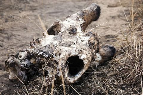 南非，hluhluwe，死亡，自然，长颈鹿，非洲，死亡，头骨