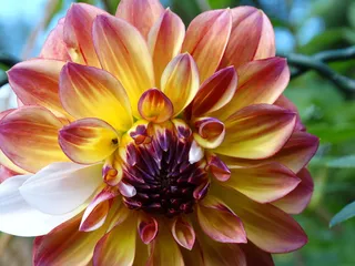 花，开花，开花，颜色，紫色，黄色，白色，粉色