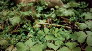 树木，森林，植物，民间，热带，寒冷，生长，植物部分