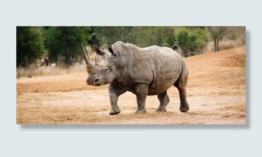 灰色、犀牛、行走、棕色、沙子、斯威士兰、非洲、天然