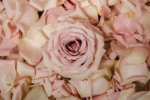 粉红玫瑰和花瓣照片