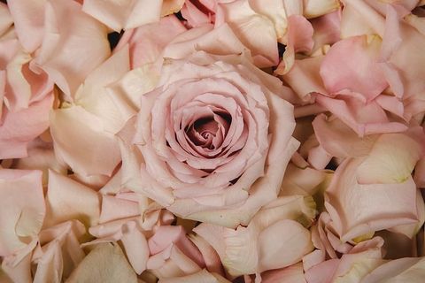 粉红玫瑰和花瓣照片 粉红玫瑰和花瓣照片