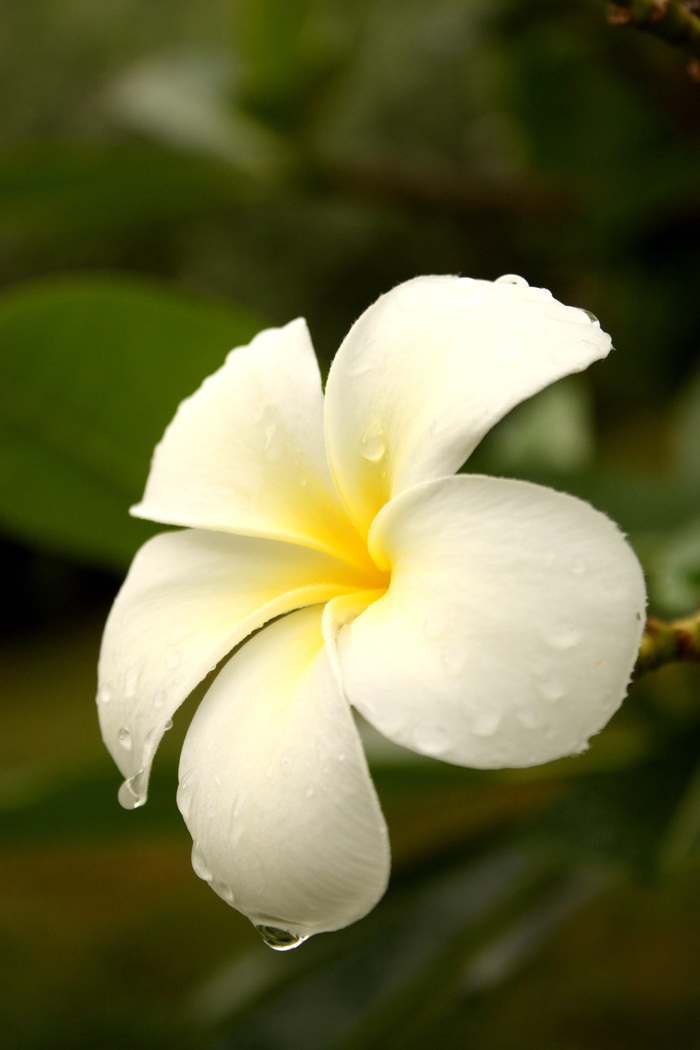 花卉，更多信息，弗兰吉帕尼，fragrapanti，blooms，white flowers，frangipani flowers，nature