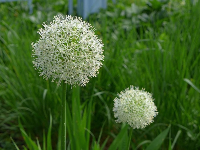花园里开着白色的葱花。