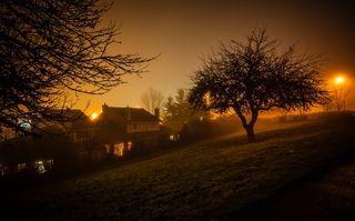 树木、环境、灯光、灯具、夜间、黑暗、夜间、气候