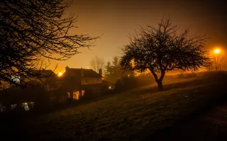 树木、环境、灯光、灯具、夜间、黑暗、夜间、气候