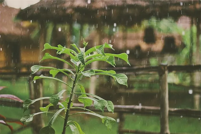 雨，雨滴，植物，树叶，潮湿，水，植物，湖泊