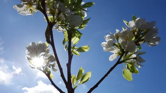 梨树,同伴,花,树,太阳,自然,花,植物 梨树,同伴,花,树,太阳,自然,花,植物