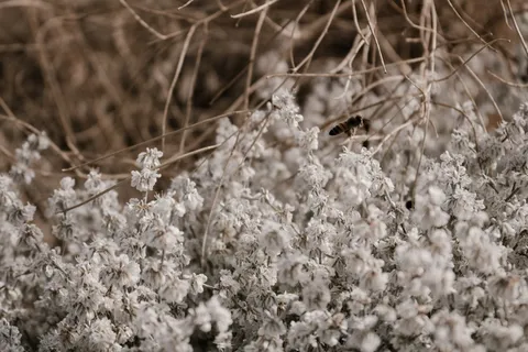 在美国，惠特曼使团国家历史遗址瓦拉·瓦拉被漂白、褪色、特写、盘旋、盘旋
