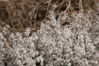 在美国，惠特曼使团国家历史遗址瓦拉·瓦拉被漂白、褪色、特写、盘旋、盘旋