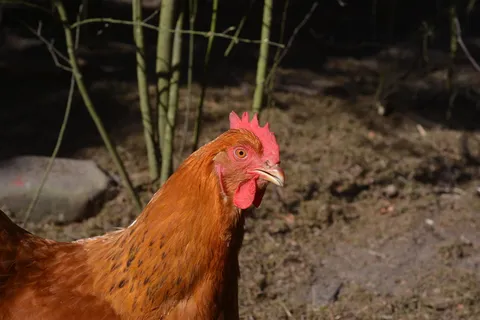 家禽，母鸡，农业，鸟类，幼禽，新罕布什尔州，鸡-鸟，牲畜