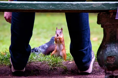 松鼠，红色，可爱，野生，动物，哺乳动物，长相