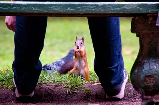 松鼠，红色，可爱，野生，动物，哺乳动物，长相