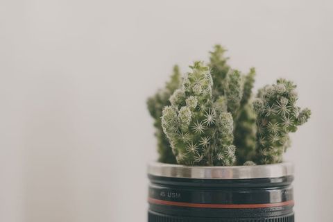 绿色仙人掌摄影