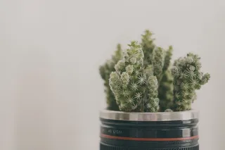 绿色仙人掌摄影