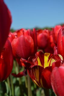 花，红色，郁金香，红花，自然，花园花，花，特写