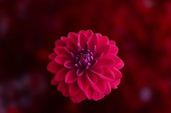 粉色大丽花盛开特写照片