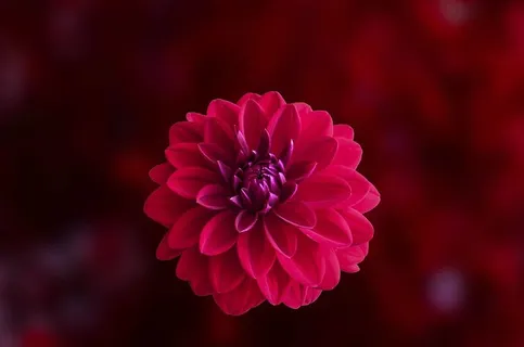 粉色大丽花盛开特写照片 粉色大丽花盛开特写照片