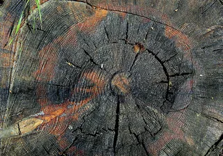 树干，树，树干横截面，坛状树干，树环，老树，树桩，树皮